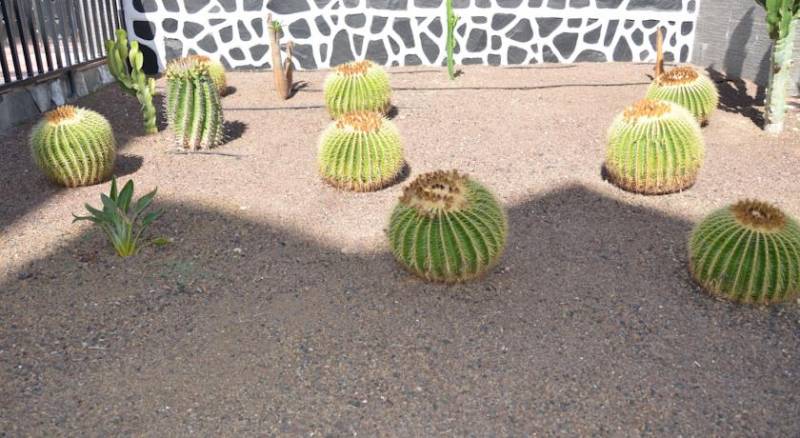 Los Cactus