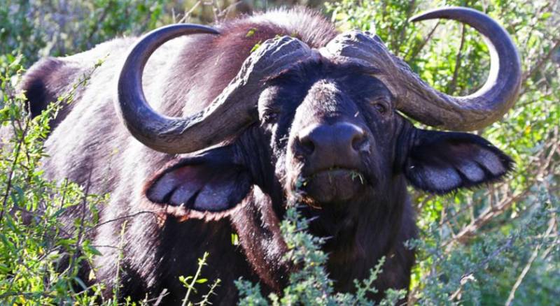 Buffelsdrift Game Lodge
